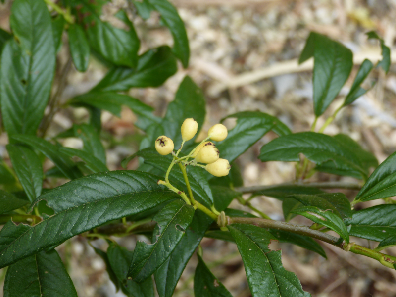Cotoneaster salcifolius Rothschildianus.JPG