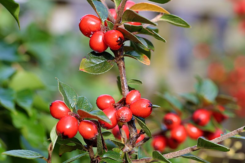 Cotoneaster-simonsii-5.jpg