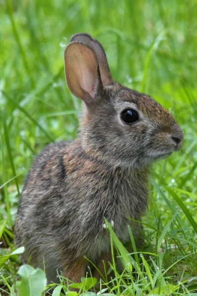 Cottontail.jpg