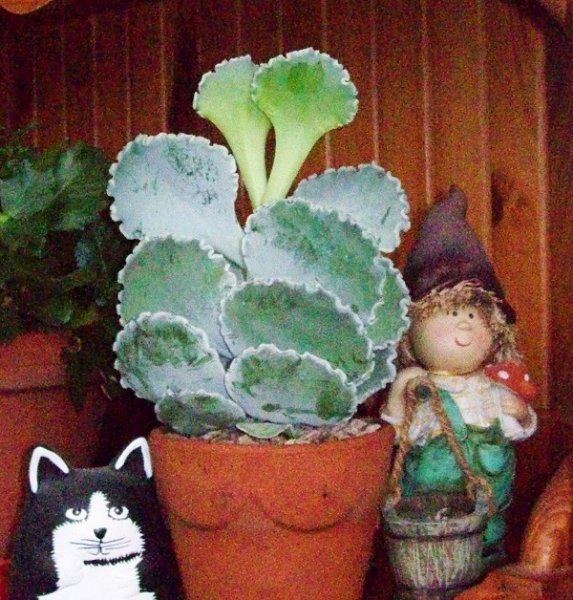 Cotyledon orbiculata undulata 2.jpg