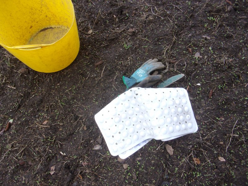 Couch grass._606.JPG