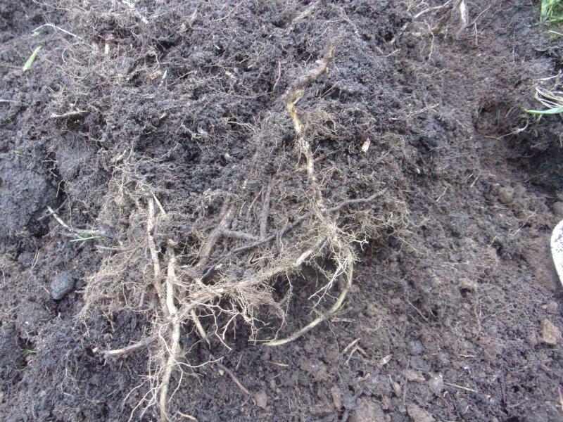 Couch grass._608.JPG