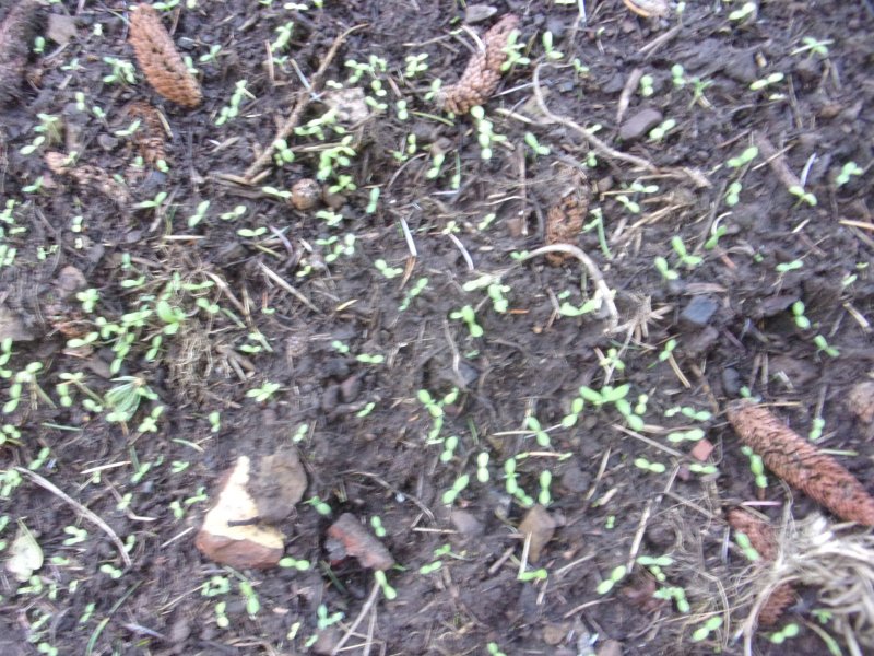 Couch grass._610.JPG