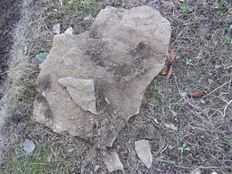 Couch grass.._616.JPG