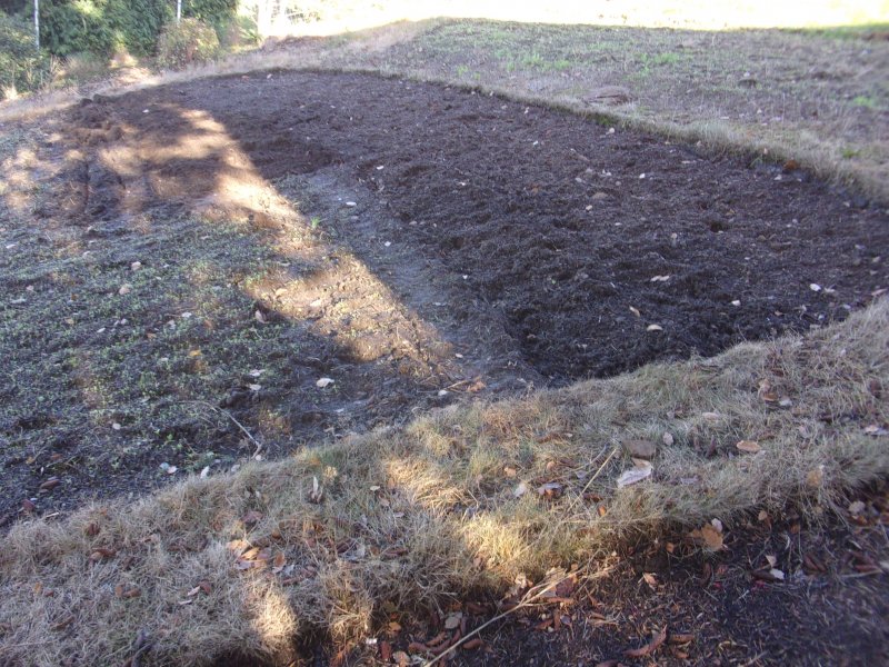 Couch grass._625.JPG