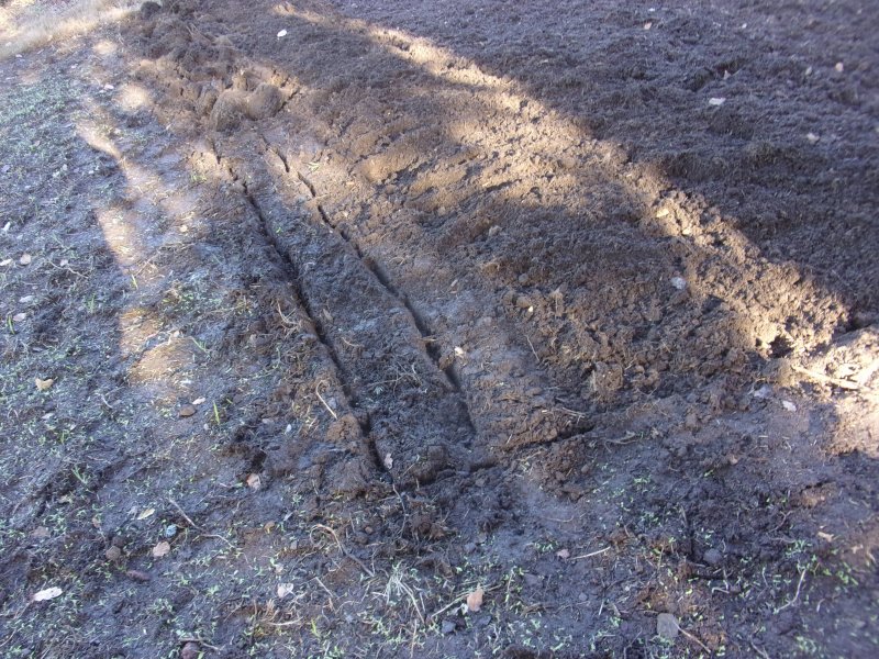 Couch grass._626.JPG