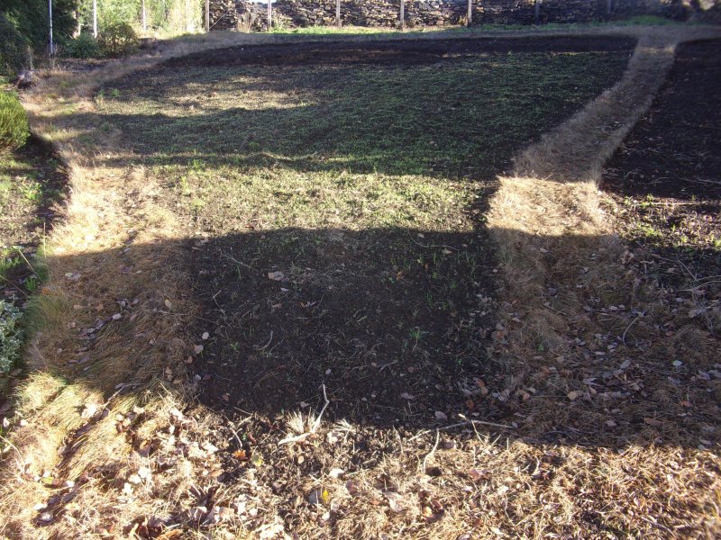 Couch grass._627.JPG