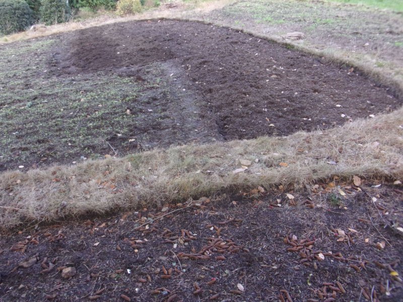 Couch grass._628.JPG