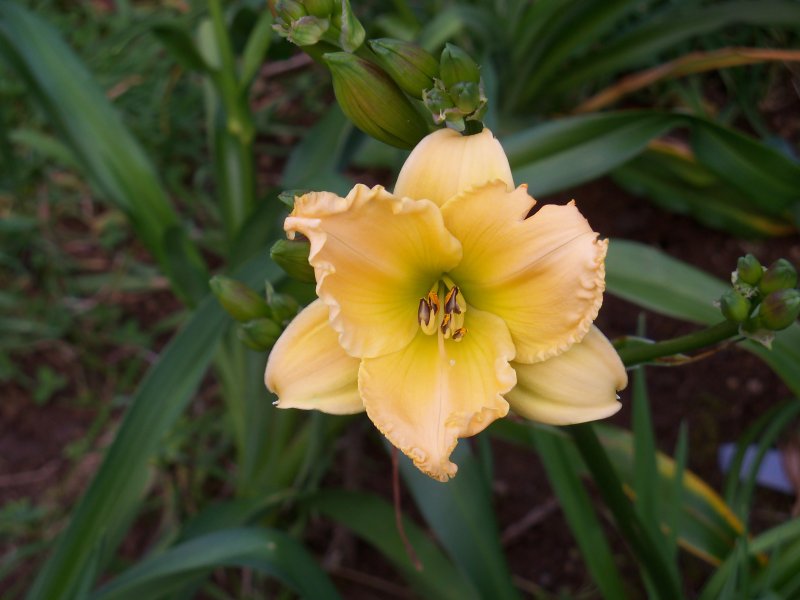 Country Pride x Small Gesture.JPG