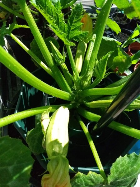 Courgette.jpg