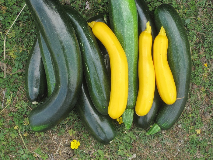 courgs.jpg
