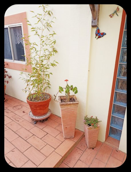 Courtyard Pots 29 Oct 21.jpg