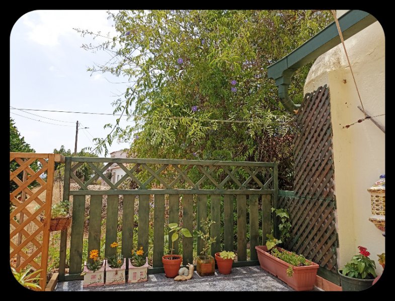 Courtyard Trellis 17 Jul 22.jpg