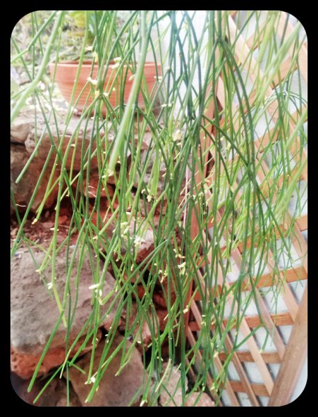 Cousin Plant 9 Sep 21.jpg