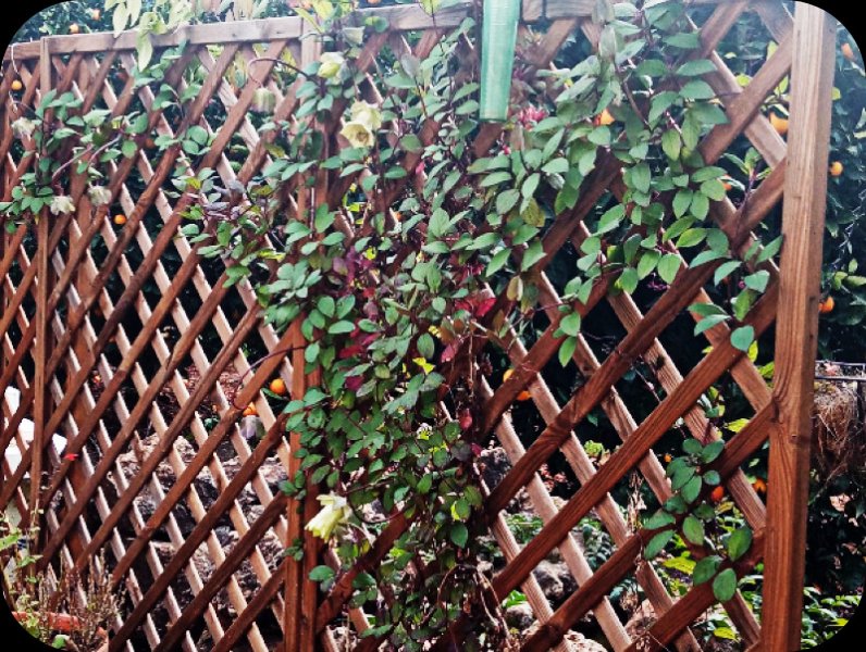 Covaea on Trellis1 1 Jan 24.jpg