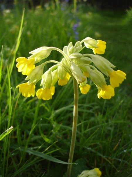 Cowslip.JPG
