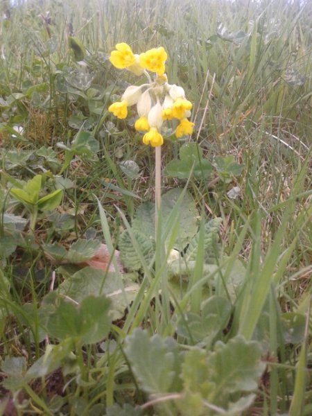 cowslip.jpg