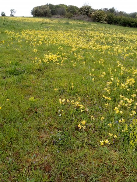 Cowslips.jpeg