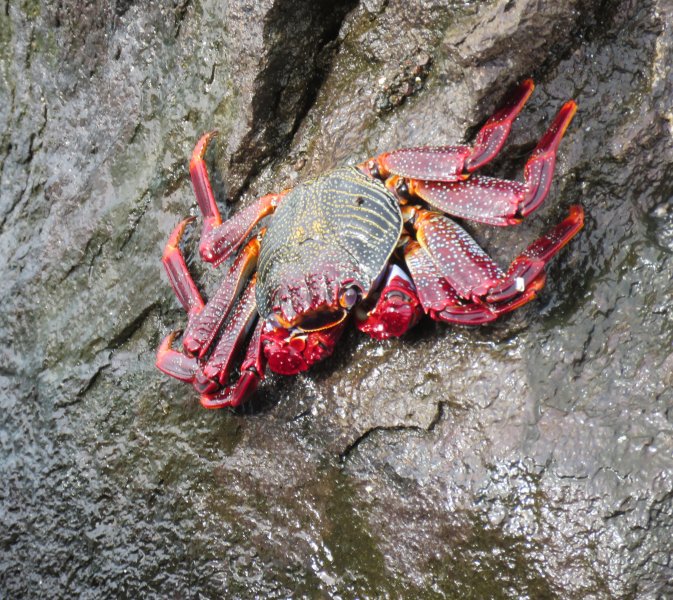 crab 1.JPG