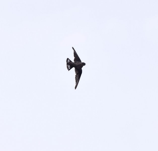 Crag Martin  (1).jpg