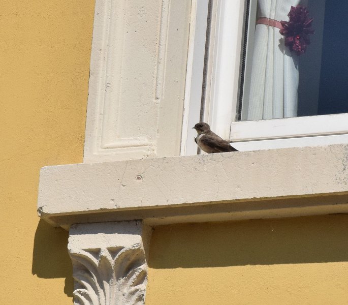 Crag Martins (2).jpg