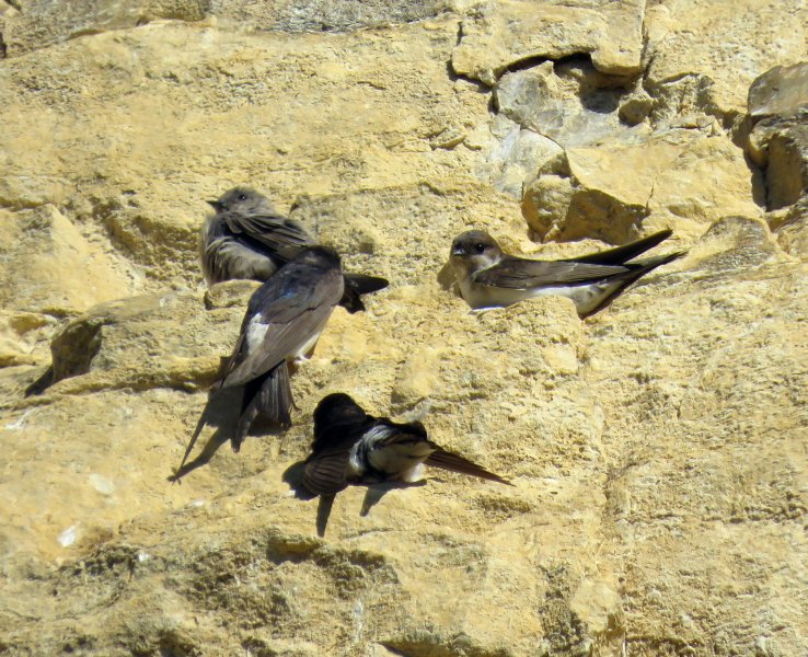 CRAG MARTINS.JPG