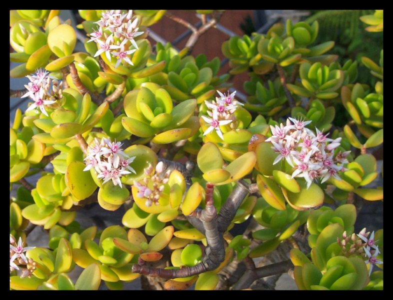 Crassula Ovata1.jpg