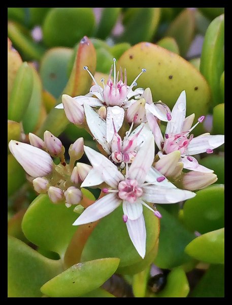 Crassula ovata2 1 Jan.jpg
