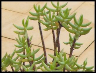 Crassula tetragona.jpg