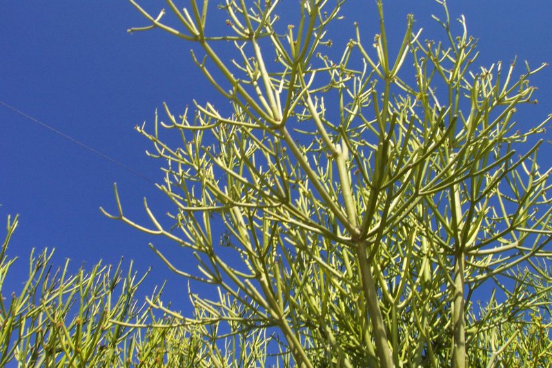 Crassula tetrogona.JPG