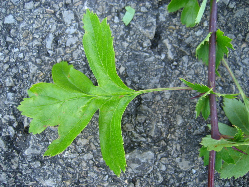 CRATAEGUS  MONOGYNA  HAWTHORN 09-Jun-08 10-58-41 AM.JPG