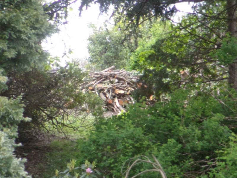 Creating meadows_0001_01.JPG