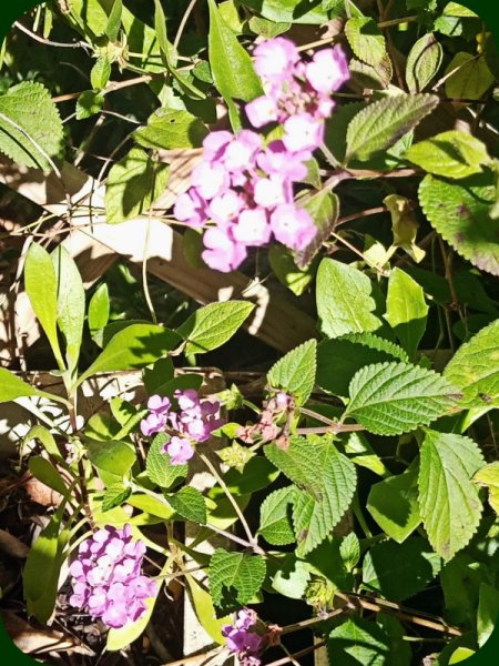 Creeping Verbena 22 Jan 24.jpg