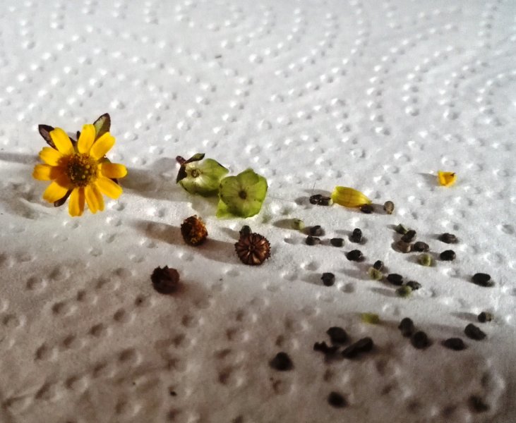 CREEPING ZINNIA_IMG_2017-GC.jpg