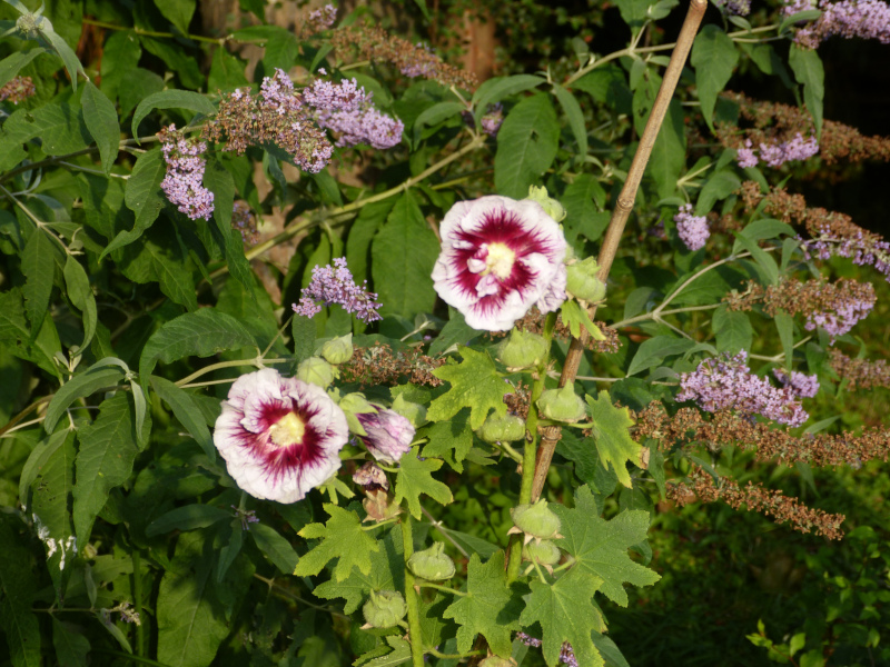 Creme de Cassis 1.JPG