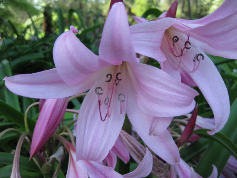 CRINUM  POWELLII  16-08-2009 10-48-031.JPG