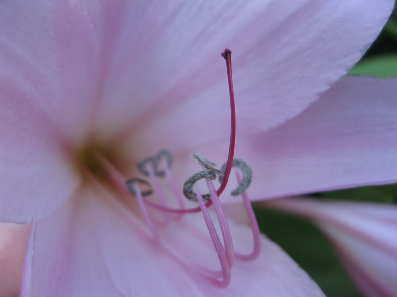 CRINUM  POWELLII  16-08-2009 10-49-25.JPG