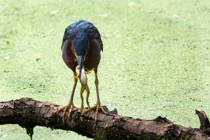 Croaked For Sure.jpg