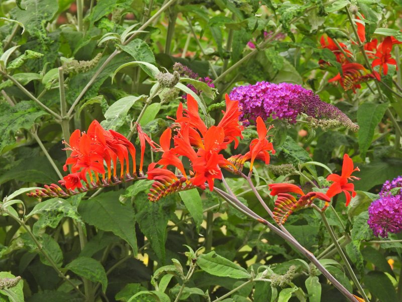 crocosmia 2.JPG