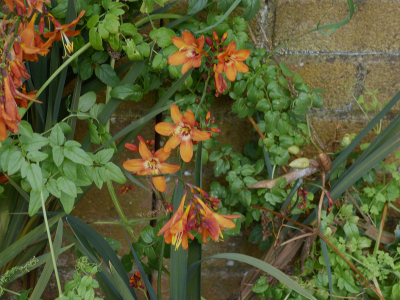 Crocosmia Dusky Maiden.JPG