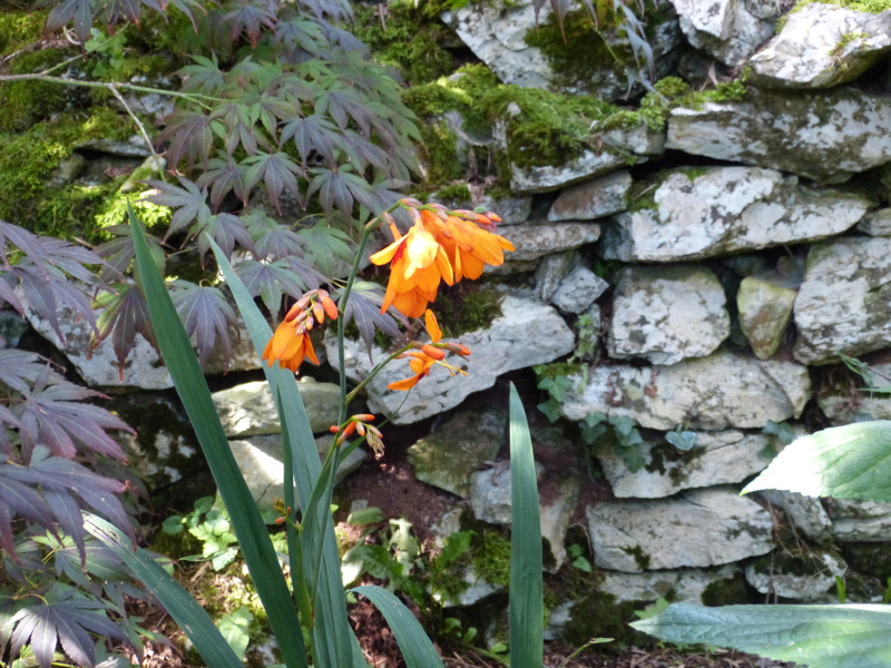 Crocosmia Emily Mckenzie 2017.JPG