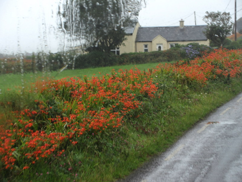 CROCOSMIA  GROWING  IN  THE  VERGES 30-07-2025 14-13-46.JPG