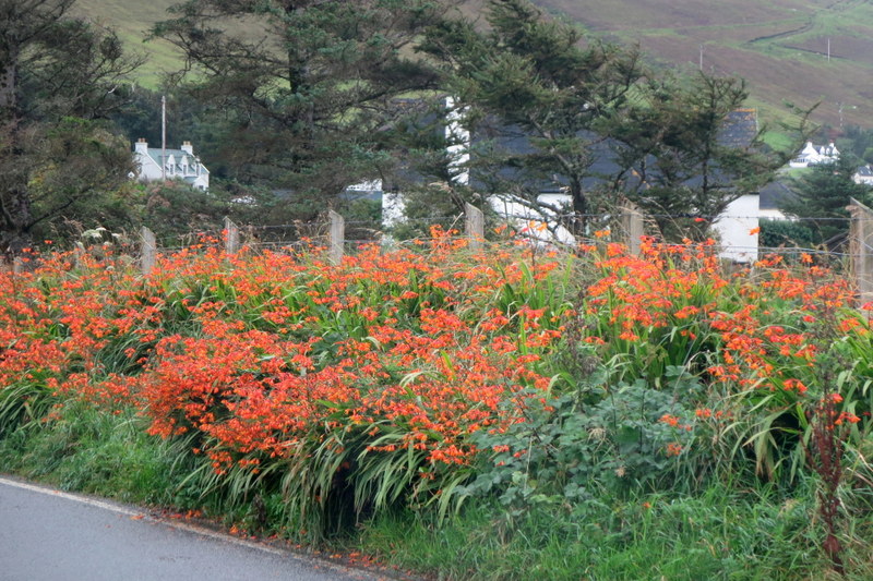CROCOSMIA  GROWING  N  THE  VERGES 08-09-2016 14-42-07.JPG