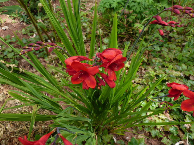 Crocosmia Hellfire.JPG
