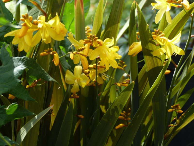 Crocosmia Honey Angel.JPG
