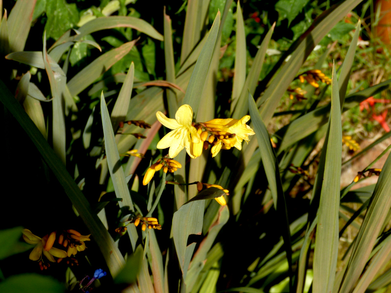 Crocosmia Irish Dawn.JPG
