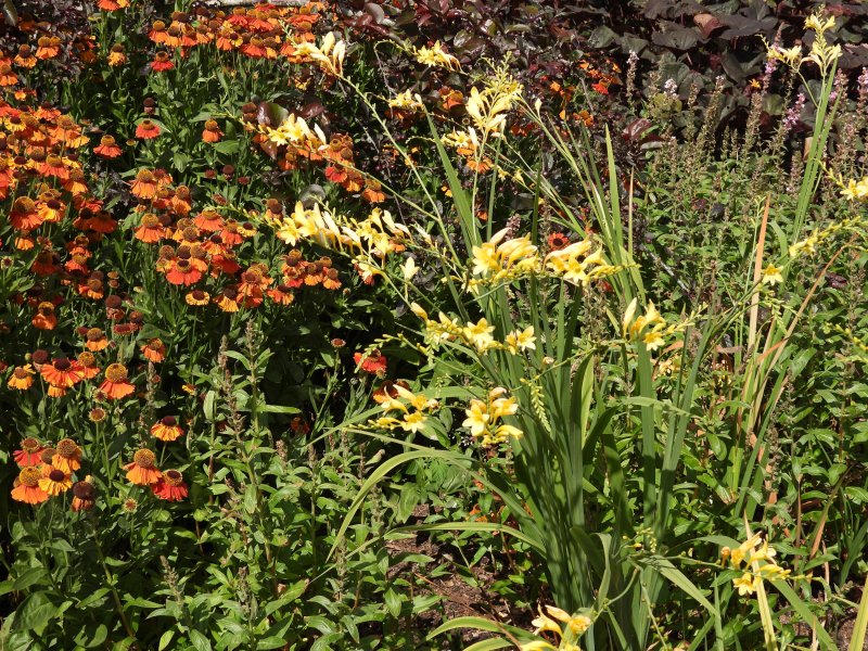 crocosmia Lemon Spray.JPG