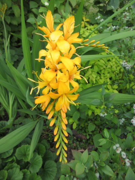 CROCOSMIA  MASONIORUM  ROWALLANE  YELLOW 26-07-2019 10-33-48.JPG