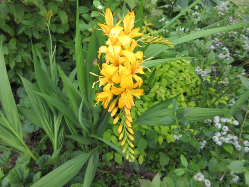 CROCOSMIA  MASONIORUM  ROWALLANE  YELLOW 26-07-2019 10-33-55.JPG