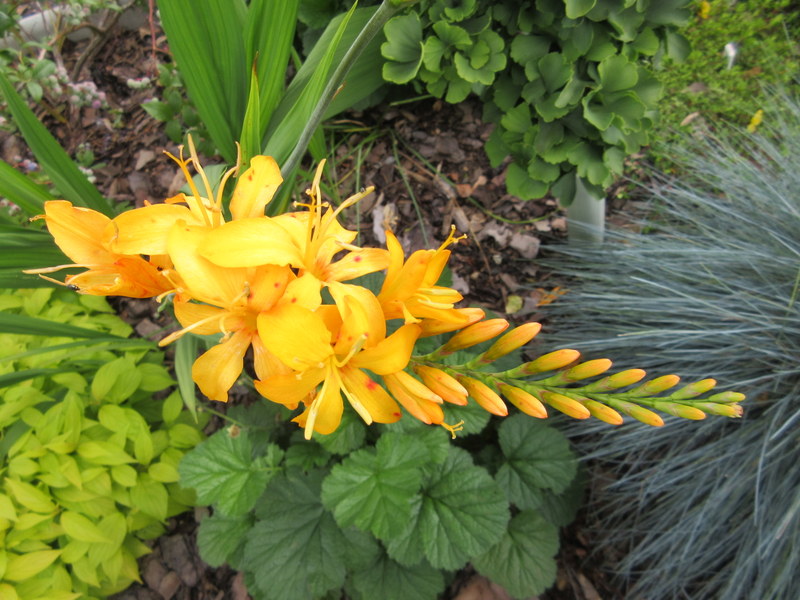 CROCOSMIA  MASONIORUM  ROWALLANE  YELLOW 30-Jul-17 11-10-45 AM.JPG